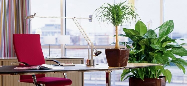 Растения в офисе